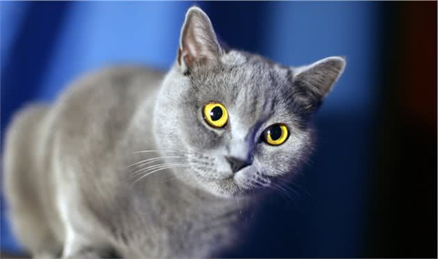 怎么训练重点色短毛猫不跳上床
