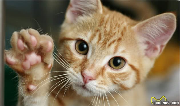 怎么训练重点色短毛猫不跳上床