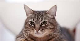 猫咪“颜值”排行榜，狸花猫垫底，网友：哭晕在厕所