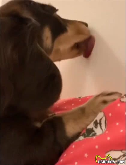 贪吃狗狗突然啃墙皮，还舔个不停，主人吓坏：难道里面有什么？