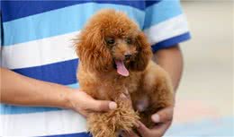 贵宾犬一天喂多少狗粮？附狗粮喂食标准