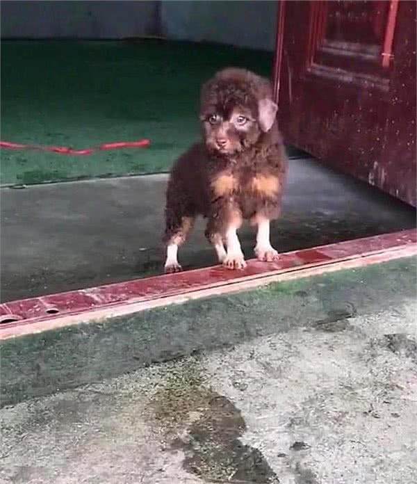 刚进门，就被这“高级”的狗狗吓到，长这样，亲爹妈啥品种？