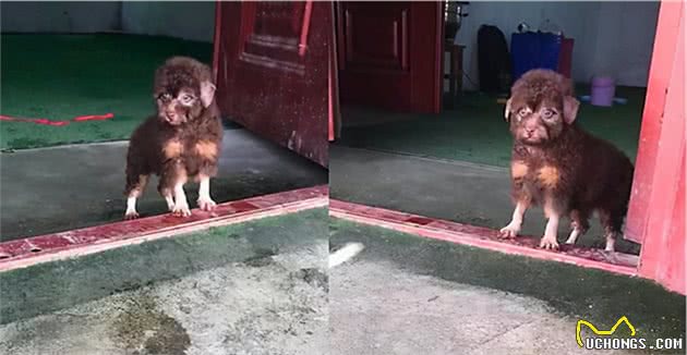 刚进门，就被这“高级”的狗狗吓到，长这样，亲爹妈啥品种？