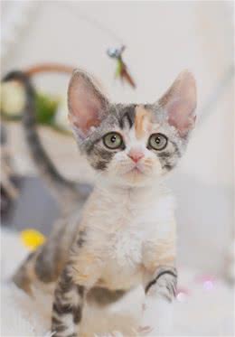 猫咪缺少微量元素怎么办？