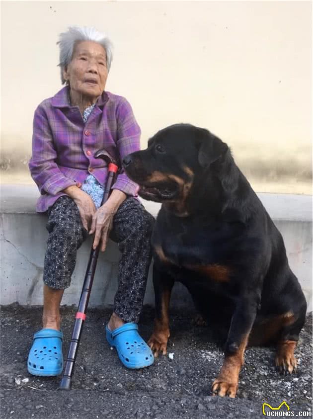 120斤罗威纳犬，乖乖充当阿婆的暖手拐杖！连和尚都忍不住了