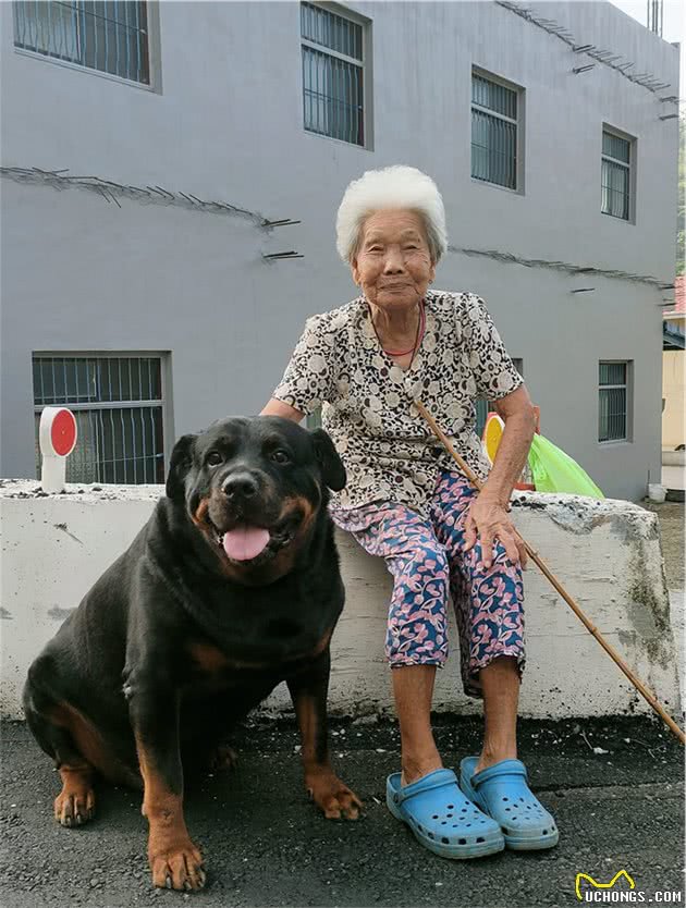 120斤罗威纳犬，乖乖充当阿婆的暖手拐杖！连和尚都忍不住了