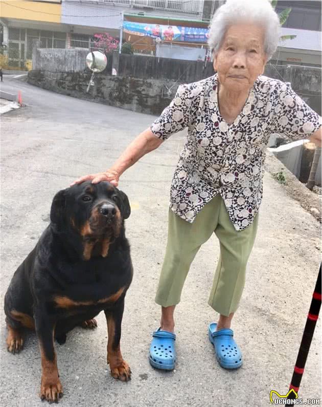 120斤罗威纳犬，乖乖充当阿婆的暖手拐杖！连和尚都忍不住了