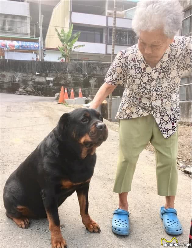 120斤罗威纳犬，乖乖充当阿婆的暖手拐杖！连和尚都忍不住了