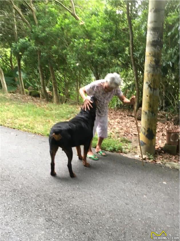 120斤罗威纳犬，乖乖充当阿婆的暖手拐杖！连和尚都忍不住了