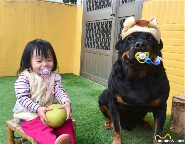 120斤罗威纳犬，乖乖充当阿婆的暖手拐杖！连和尚都忍不住了