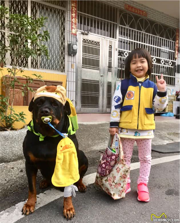120斤罗威纳犬，乖乖充当阿婆的暖手拐杖！连和尚都忍不住了