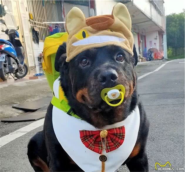120斤罗威纳犬，乖乖充当阿婆的暖手拐杖！连和尚都忍不住了
