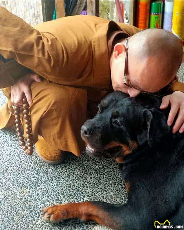 120斤罗威纳犬，乖乖充当阿婆的暖手拐杖！连和尚都忍不住了