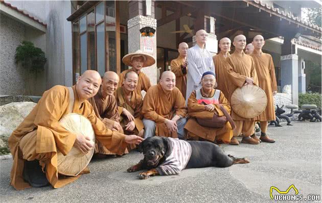 120斤罗威纳犬，乖乖充当阿婆的暖手拐杖！连和尚都忍不住了