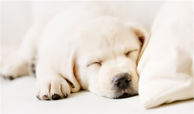 如何防治犬瘟这种传染病呢？