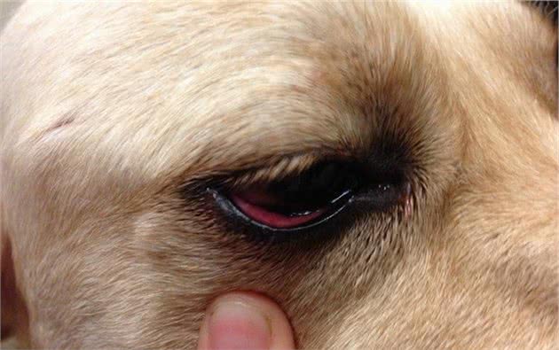 如何防治犬瘟这种传染病呢？