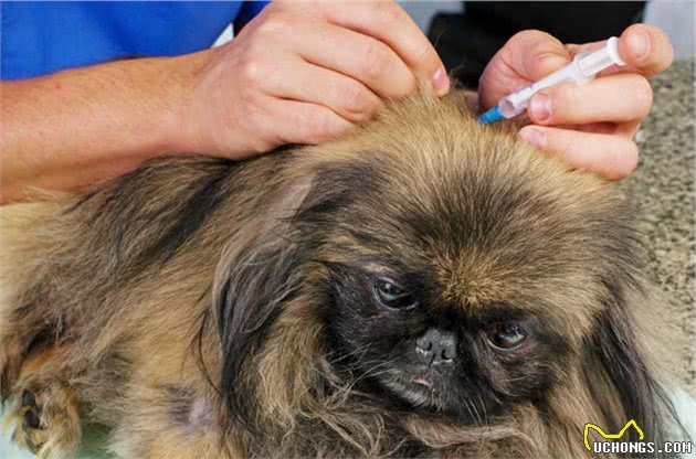 如何防治犬瘟这种传染病呢？