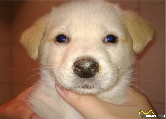 如何防治犬瘟这种传染病呢？