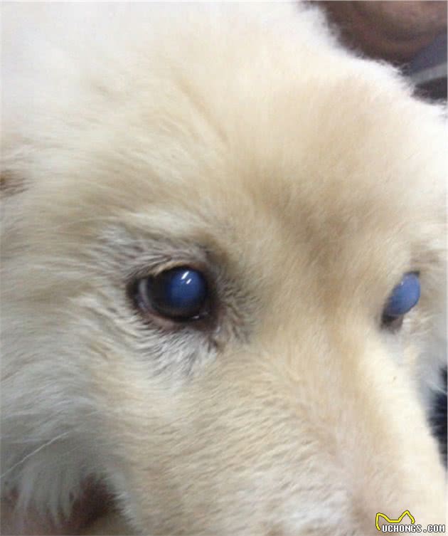 如何防治犬瘟这种传染病呢？