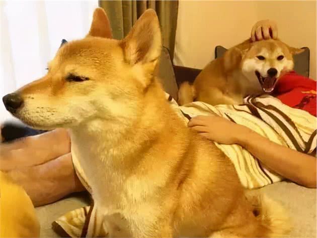“一直撸狗一直爽”！狗狗最爱被摸的6个地方，今天你摸了吗？