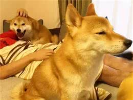 “一直撸狗一直爽”！狗狗最爱被摸的6个地方，今天你摸了吗？