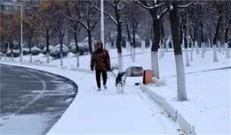 下雪了，你该这样遛狗