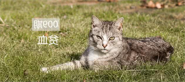 猫咪贫血，确定贫血性质很重要，这些知识你需要知道！