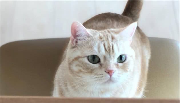 猫咪贫血，确定贫血性质很重要，这些知识你需要知道！