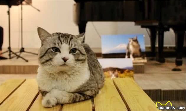 猫咪贫血，确定贫血性质很重要，这些知识你需要知道！