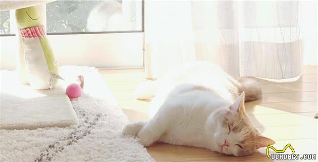猫咪贫血，确定贫血性质很重要，这些知识你需要知道！