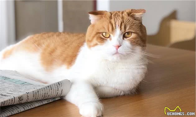 猫咪贫血，确定贫血性质很重要，这些知识你需要知道！