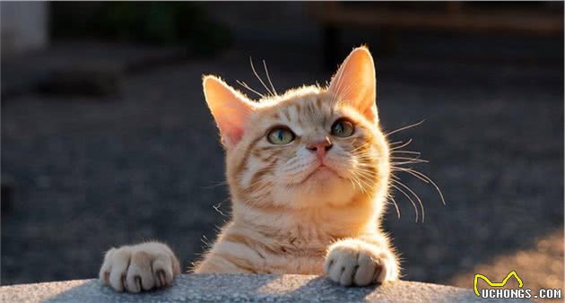 猫咪贫血，确定贫血性质很重要，这些知识你需要知道！