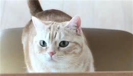 猫咪贫血，确定贫血性质很重要，这些知识你需要知道！