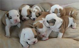 挑选狗狗的3大法宝，别让“眼缘”害了你