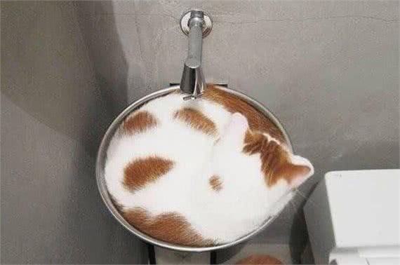 猫：各种钻是我的能力！狗：各种卡是我的专业