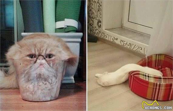 猫：各种钻是我的能力！狗：各种卡是我的专业