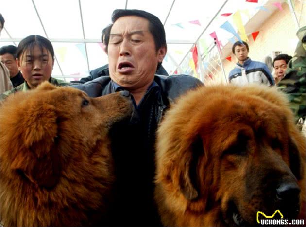 「硬盘深处」马俊仁带头炒藏獒，一只四千万，如今被送火锅店