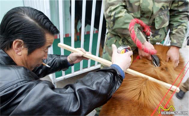 「硬盘深处」马俊仁带头炒藏獒，一只四千万，如今被送火锅店