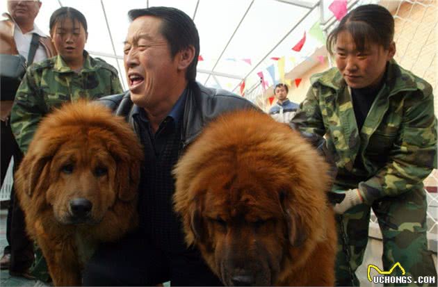 「硬盘深处」马俊仁带头炒藏獒，一只四千万，如今被送火锅店