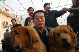 「硬盘深处」马俊仁带头炒藏獒，一只四千万，如今被送火锅店