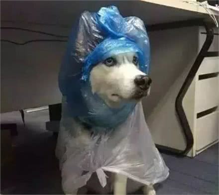 秋季给狗洗澡，这些常见误区，你还在犯吗？