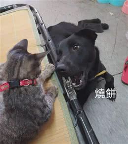 狗子叼回家两坨“黑东西”，主人洗干净后：真没白疼
