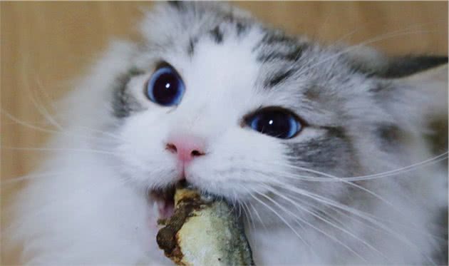 如何改掉新加坡猫的猎行为，喂养新加坡猫应注意什么