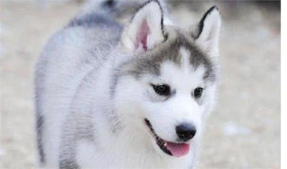 喂养的幼犬都要注意这几点，不然犬犬的小命不保