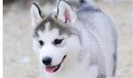 喂养的幼犬都要注意这几点，不然犬犬的小命不保
