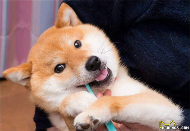 破解狗狗长寿的秘密，就在这里