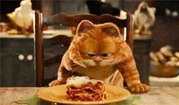 猫咪能大量吃狗粮吗？原因是什么？这些猫咪的理想食物你得知道