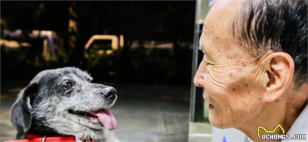 老人为什么都爱养狗？看到这3个原因，网友：想回家了