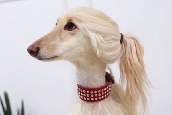 有“女神狗”称号的阿富汗猎犬，你了解多少？