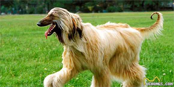 有“女神狗”称号的阿富汗猎犬，你了解多少？